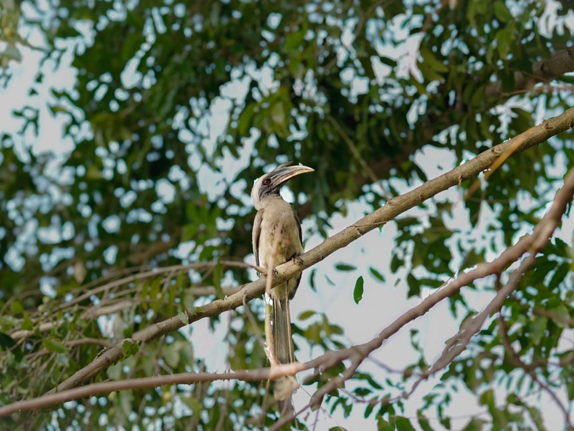 Aahana Resort - Jim Corbett Ramnagar  Luaran gambar